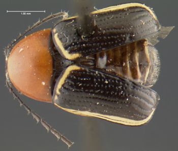 Media type: image;   Entomology 25000 Aspect: habitus dorsal view